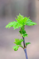 Close-up photo of spring young fresh leaves on tree branches with buds, soft focus and blur background. Concept of new life.