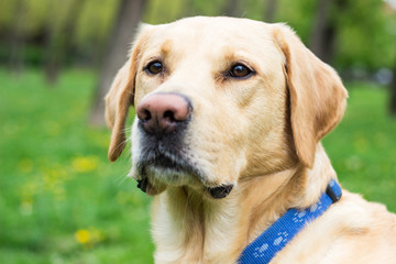 Smiling labrador dog in the city park