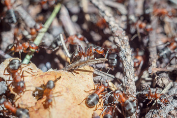 funny group of ants close up portrait working day of their life and relationships in a team on a bright sunny day. soft focus and copy space
