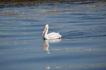 Pelicans relaxing on the water
