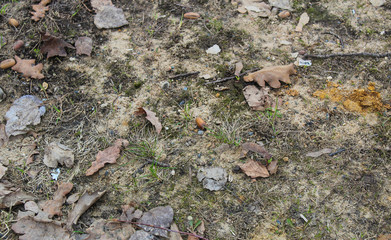 Leaves