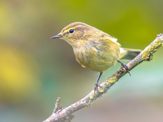 Common Chiffchaff bright garden background