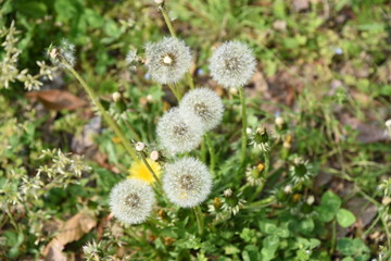 Dandelion fluff