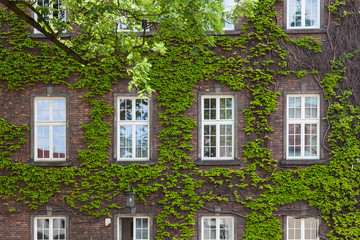 Fototapeta premium The wall of the building with windows, braided branches of a tree