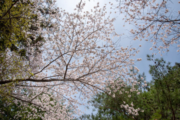 満開の桜と