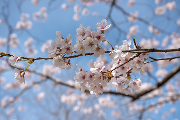 満開の桜と