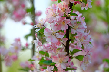 Flowering crabapple in the garden