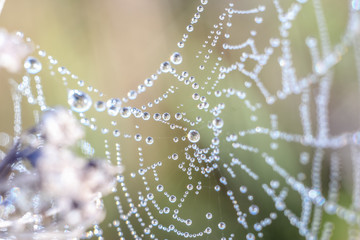 Close-up of abstract drops on a spider web with variable focus and blurred background in the rays of the rising sun. Blur and soft focus.