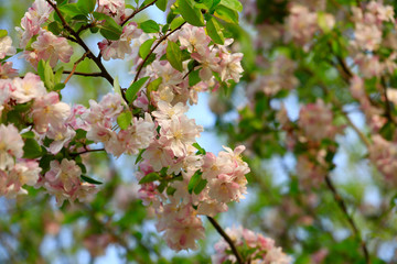 Flowering crabapple in the garden