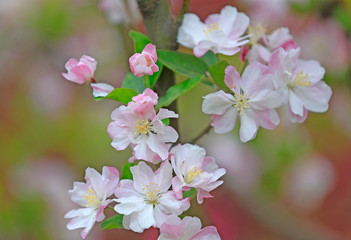 Flowering crabapple in the garden