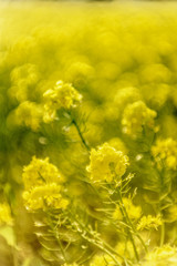 菜の花