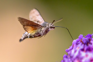 Hummingbird hawk moth butterfly