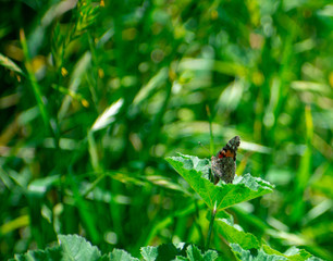 Painted Lady Butterfly on Green Leaf in tall grass