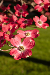 Pink dogwood flower blossoms in bright spring time sunshine 