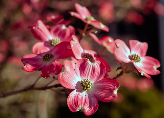 Pink dogwood flower blossoms in bright spring time sunshine 
