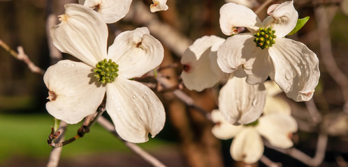 White dogwood flowers on a sunny day in springtime with a blurred background