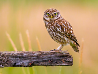 Little Owl perched on log