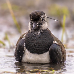 Northern Lapwing bathing in shallow water