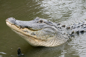 Large Male Alligator raises his head out of water