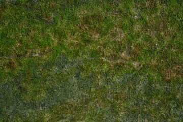 Moss wall background in nature
