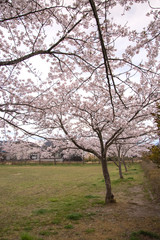 さくらのある公園
