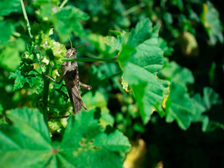Carolina Grasshopper on plant, eating leaves