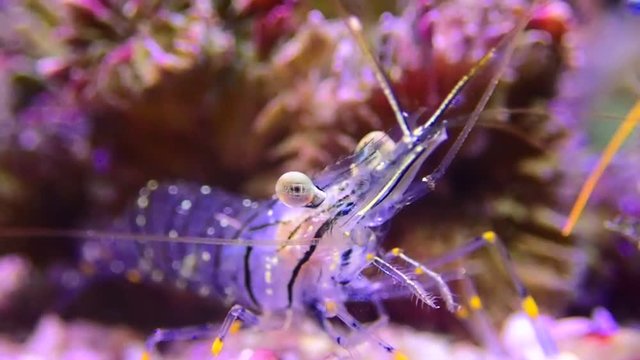 4K video of Palaemon elegance Mediterranean glass shrimp