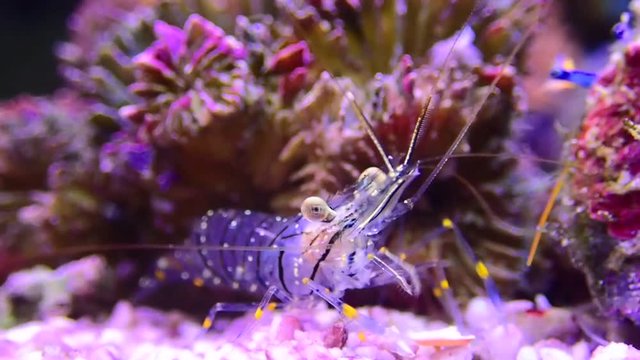 4K video of Palaemon elegance Mediterranean glass shrimp