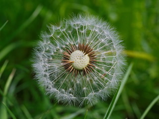 Dandelion seeds from top view on the green grass background