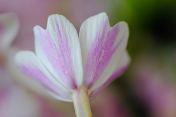 moss phlox flower closeup