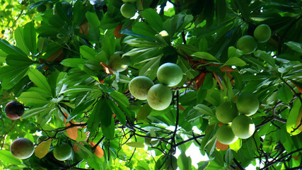 Cerbera manghas or bintaro fruit on tree at Monas Park, Jakarta, Indonesia. 