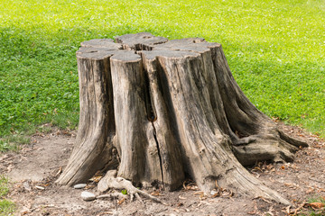 Fototapeta na wymiar Tree Stump