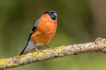 Eurasian bullfinch male