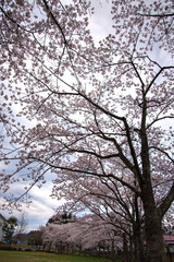 さくらのある公園