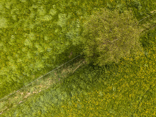 Buttercup flower meadow aerial