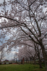 さくらのある公園