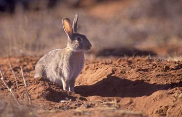 Wild rabbit pest in outback Australia