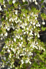 Japanese enkianthus / Called 