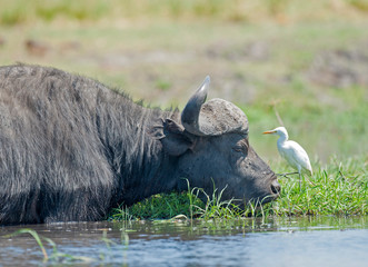 wild buffalo in the  Okavango  delta, Botswana, Africa.