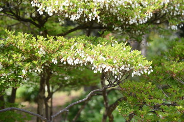 Japanese enkianthus / Called 