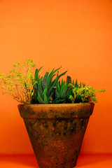 aesthetic orange and green idea