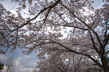 Fototapeta premium さくらのある公園