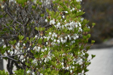 Japanese enkianthus / Called 