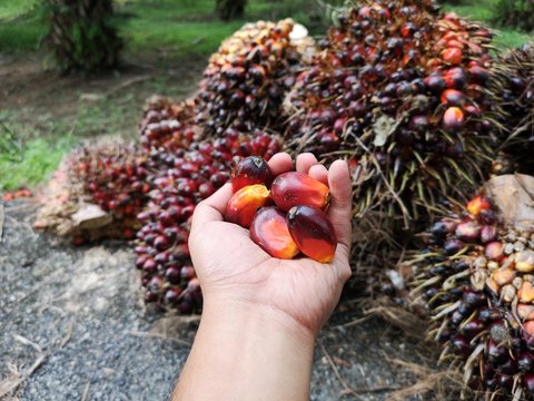 Red Palm Oil Fruit 