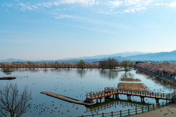 Fototapeta na wymiar 新潟県阿賀野市瓢湖の春の全景