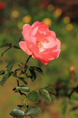 Obraz premium 公園に咲く美しい薔薇の花