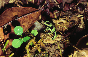giftpfeilfrosch in venezuela