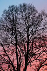 Texture of leafless black tree branches against the sky colored in light blue, violet and red.