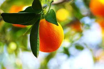 Ripe orange hanging on a branch