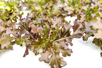 Oganic Green Cos Salad healthy vegetable